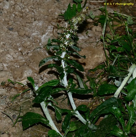 {Gamochaeta antillana}